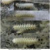 melit arduinna larva2 volg